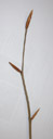 european beech (fagus sylvatica), buds very long, fusiform, light-brown. 2009-01-26, Pentax W60. keywords: buche, hetre blanc, hetre commun, faggio